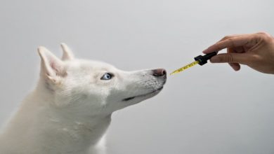 Photo of What Are the Benefits of CBD for Your Pets?