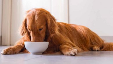 Photo of Choosing The Best Dog Food For Allergic Dogs