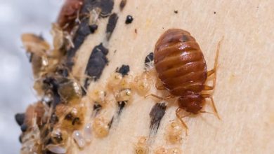 Photo of How To Prevent Bed Bugs & Termite Infestation?