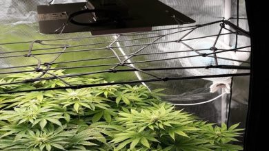 Photo of LED Grow Light from Spider Farmer and how it become rivals of HPS