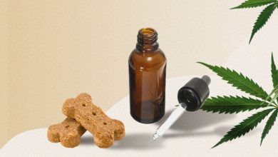 Photo of 3 Ways you can treat your dog with CBD