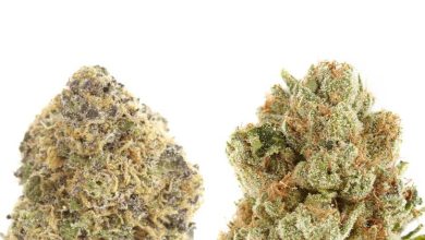 Photo of About Sativa, and difference between Indica and Sativa