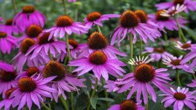 Photo of Echinacea for Dogs