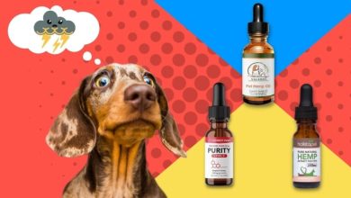 Photo of How to Buy and What to Ask About the Best CBD Oil for Cats