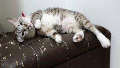 Photo of 4 Steps to prevent your cat from ruining the furnishings